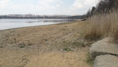 Čištění břehů Velkého boleveckého rybníka od rákosí a orobince bude letos pokračovat